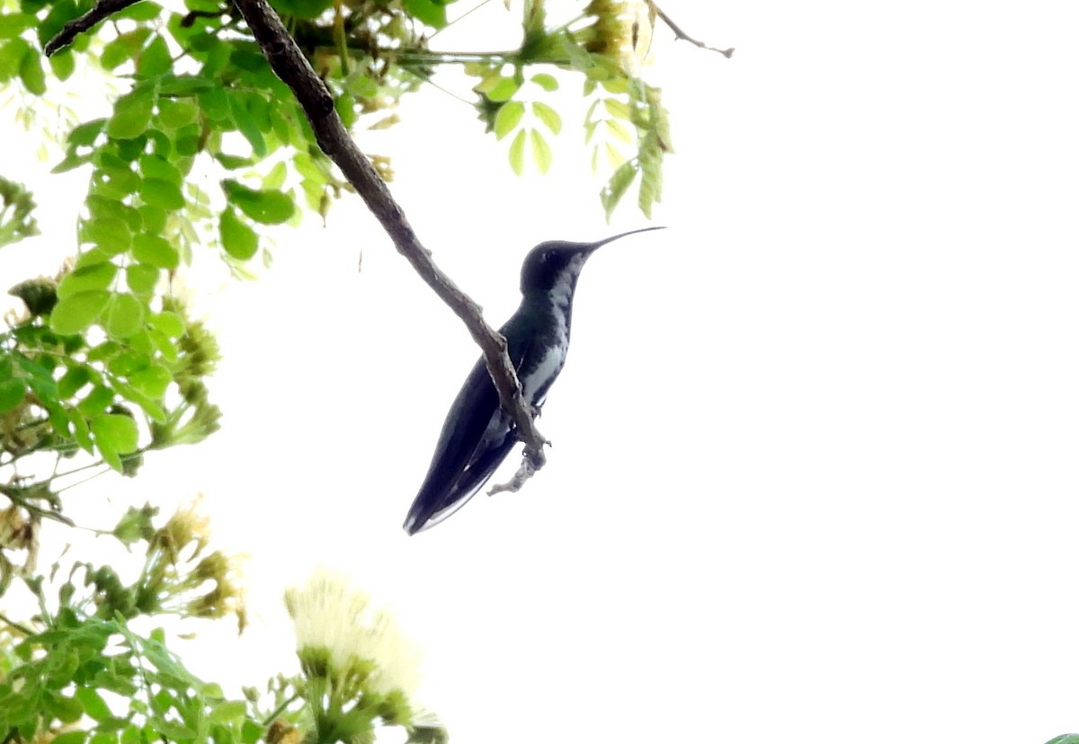 Black-throated Mango - ML643404004