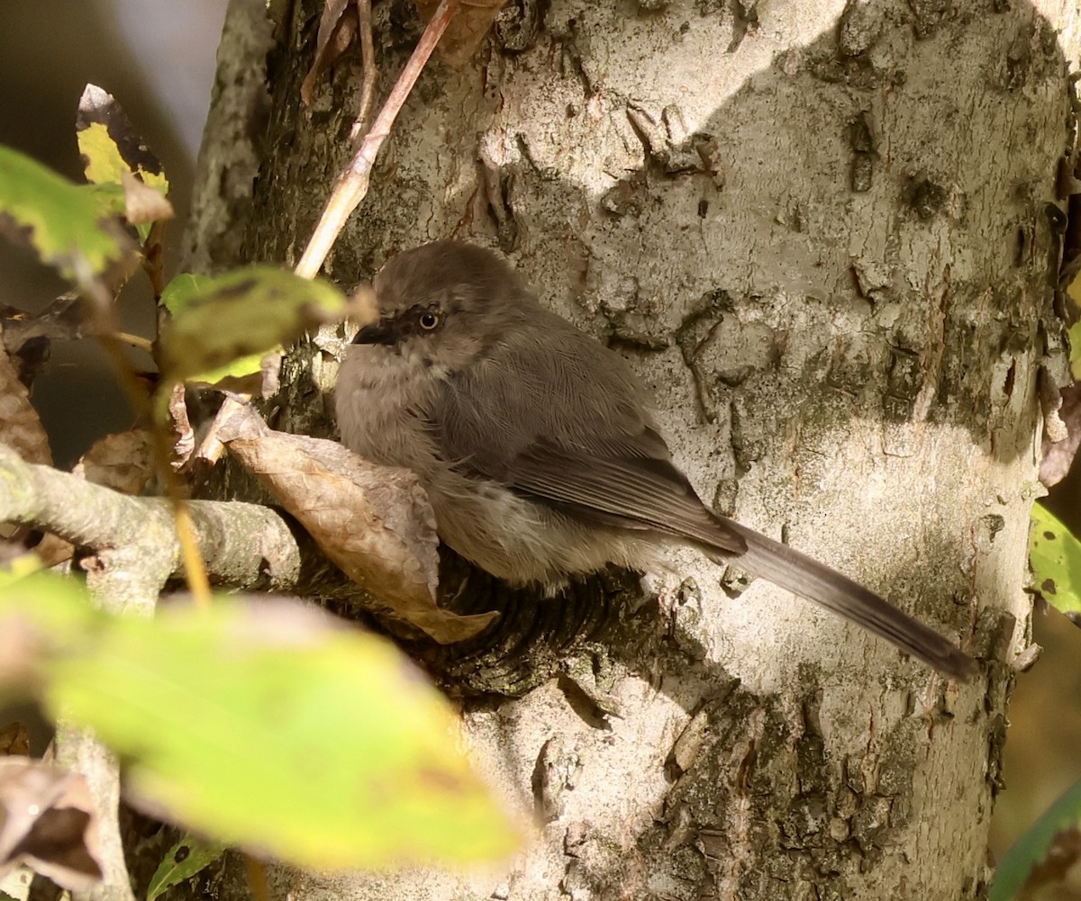 Bushtit - ML643404005