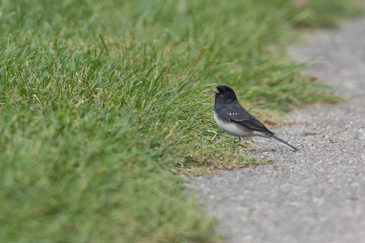 Dark-eyed Junco (White-winged) - ML643404019