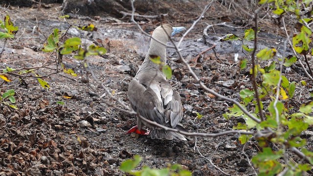 Red-footed Booby - ML643404023