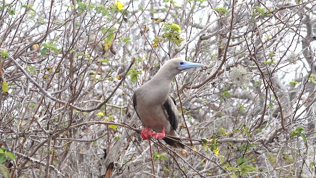 Red-footed Booby - ML643404024