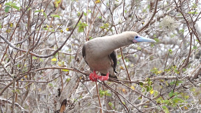 Red-footed Booby - ML643404025