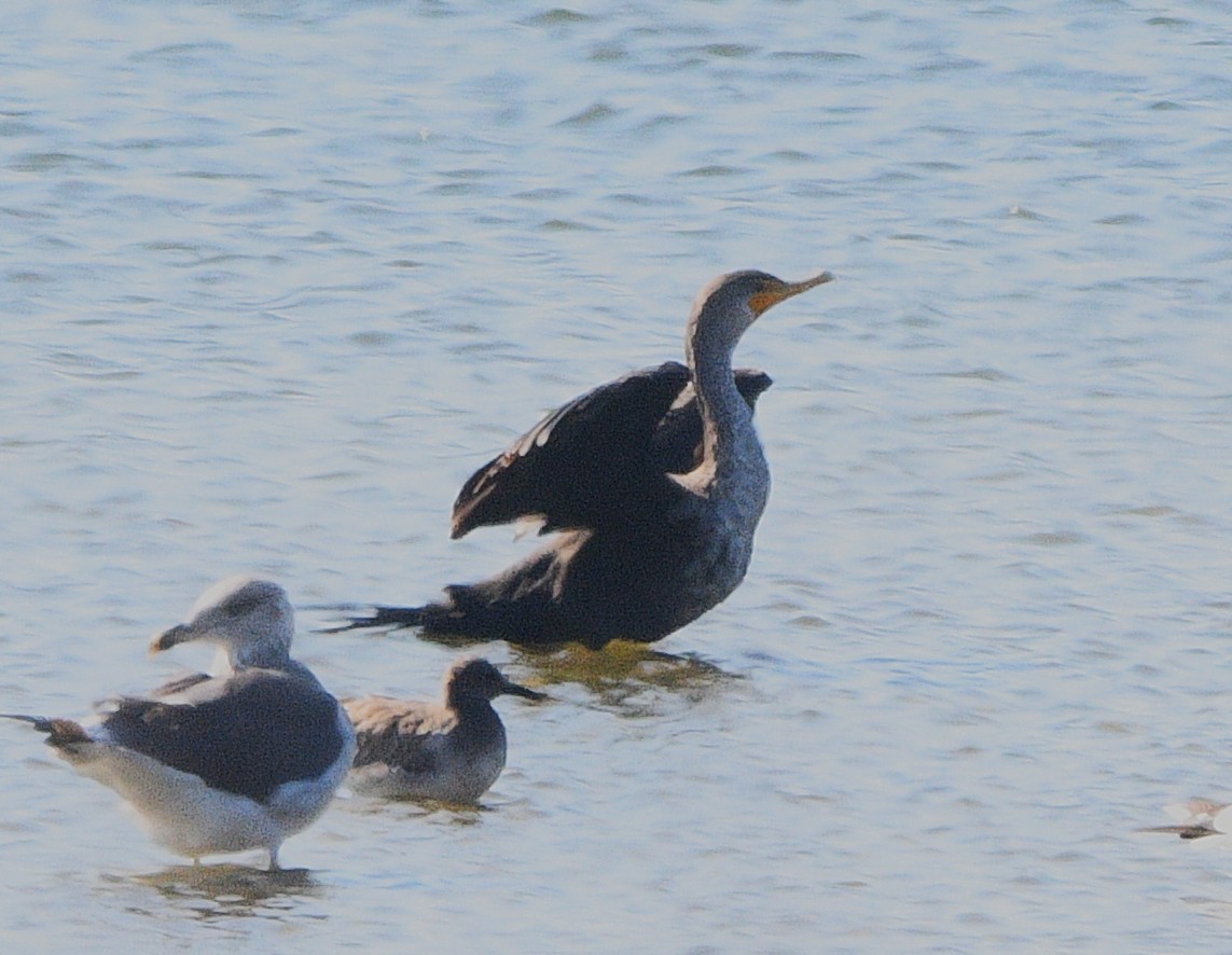 Double-crested Cormorant - ML643404033