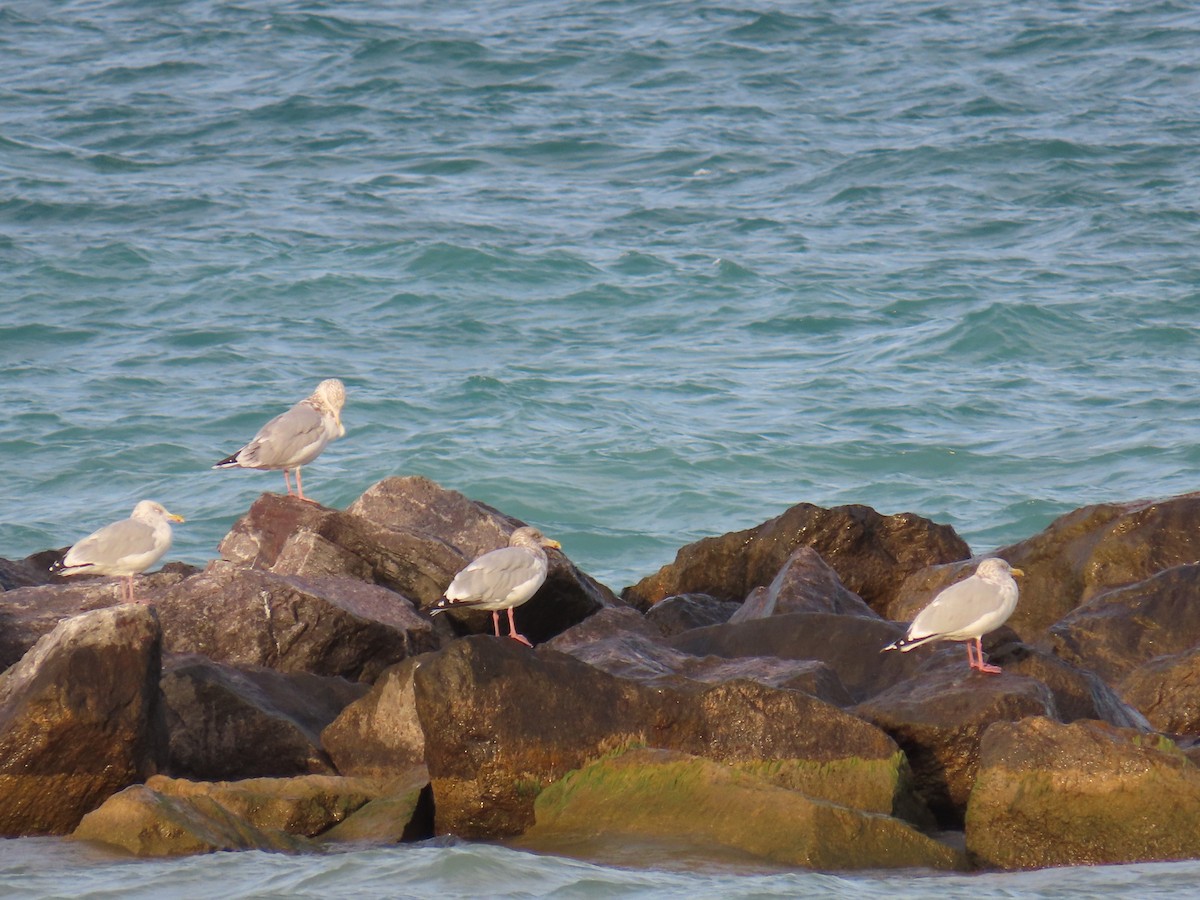 American Herring Gull - ML643404043