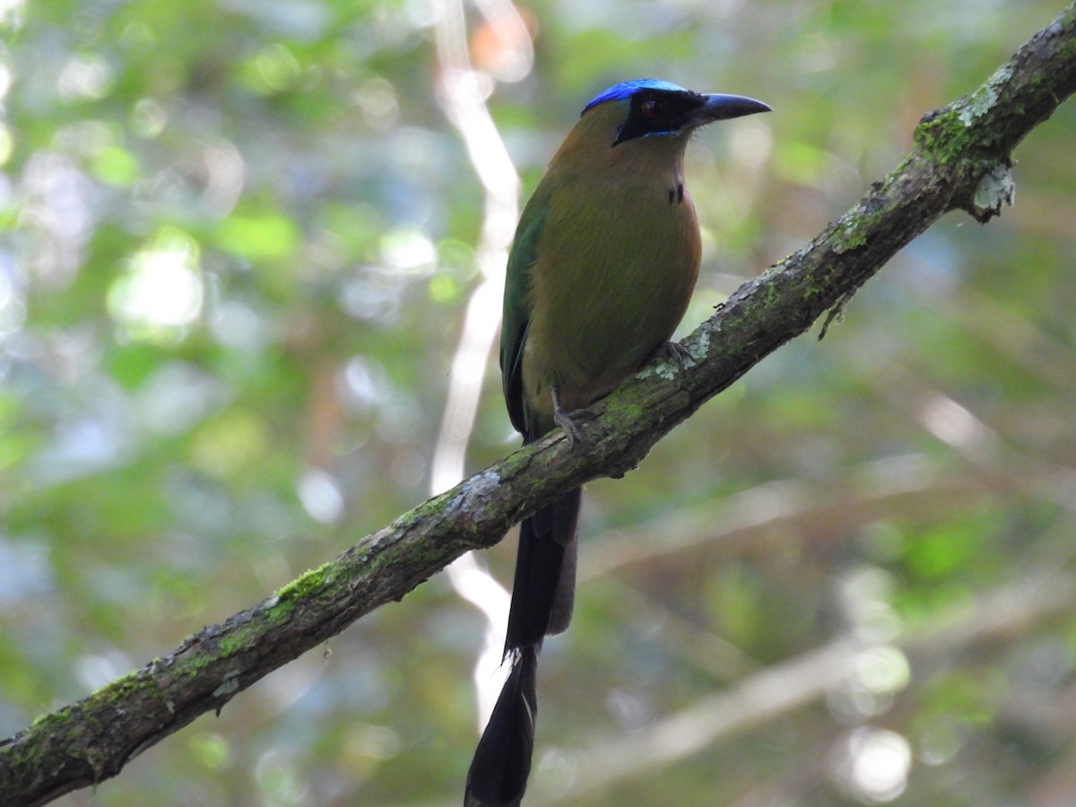 Amazonian Motmot - ML643404052