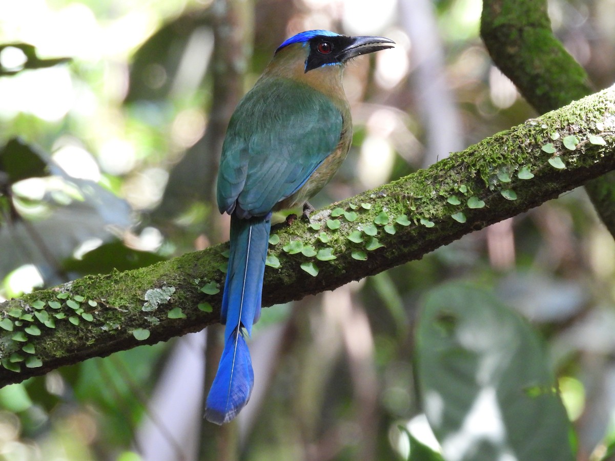 Amazonian Motmot - ML643404054