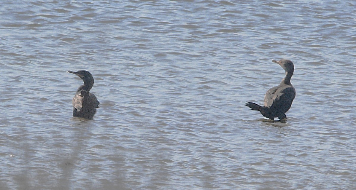 Neotropic Cormorant - ML643404060