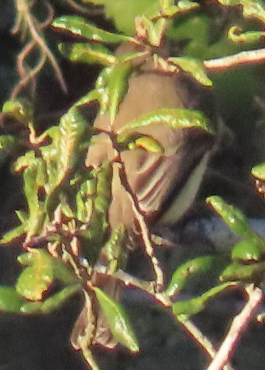 Eastern Phoebe - ML643404066