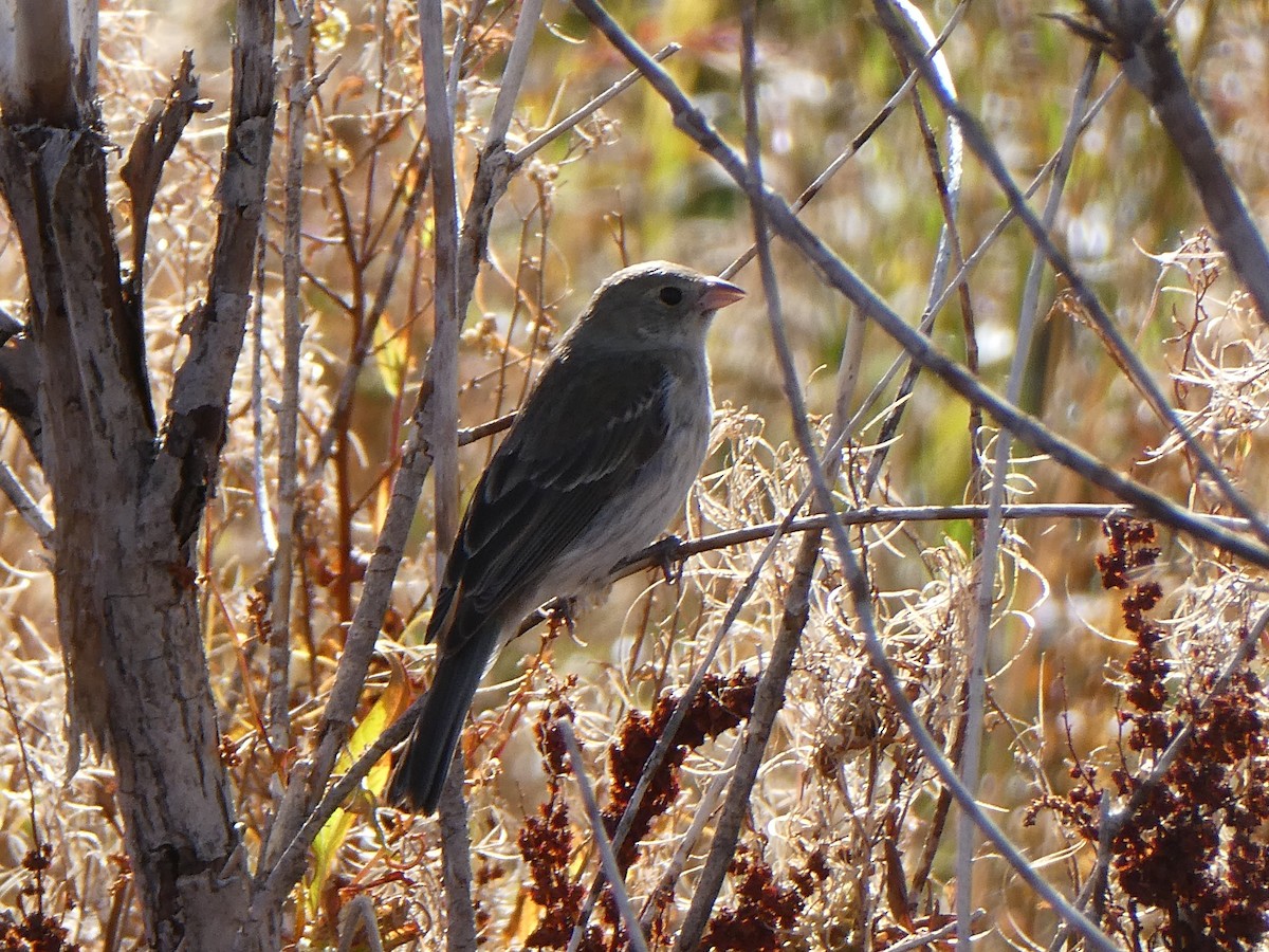 Lazuli Bunting - ML643404070