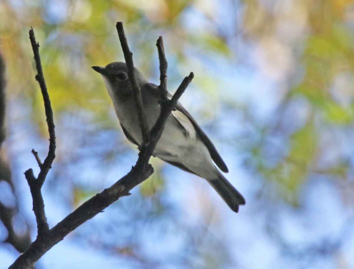 Cassin's Vireo - ML643404079