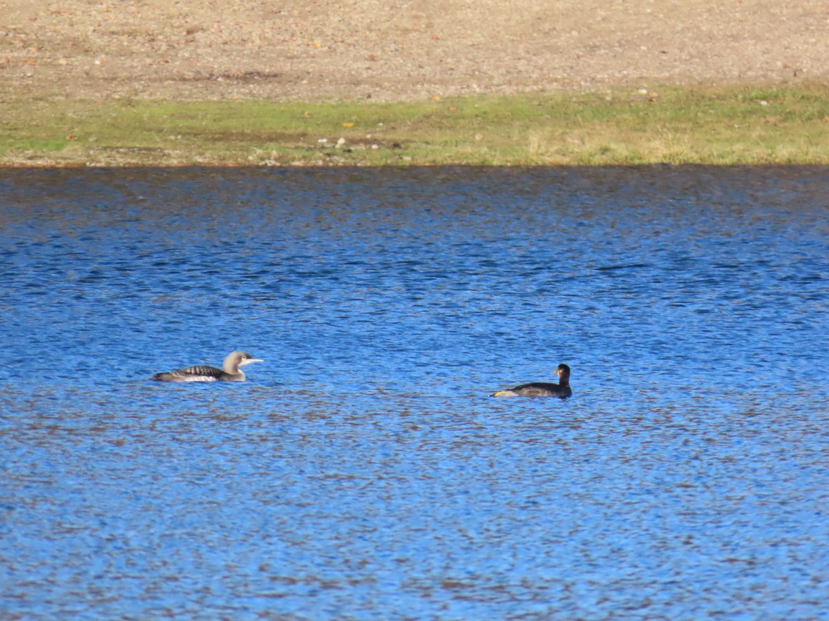 Pacific Loon - ML643404088