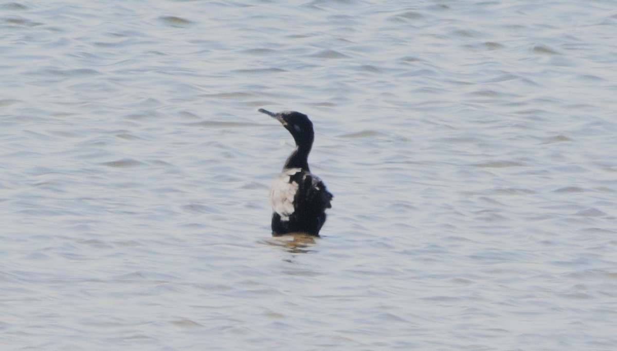 Neotropic Cormorant - ML643404089