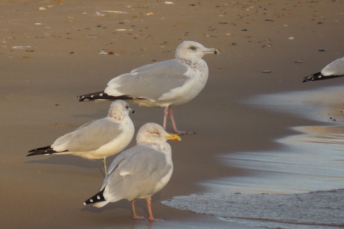 American Herring Gull - ML643404098