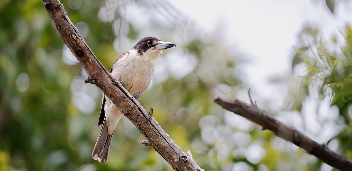 Gri Sırtlı Kasapkuşu - ML643404101