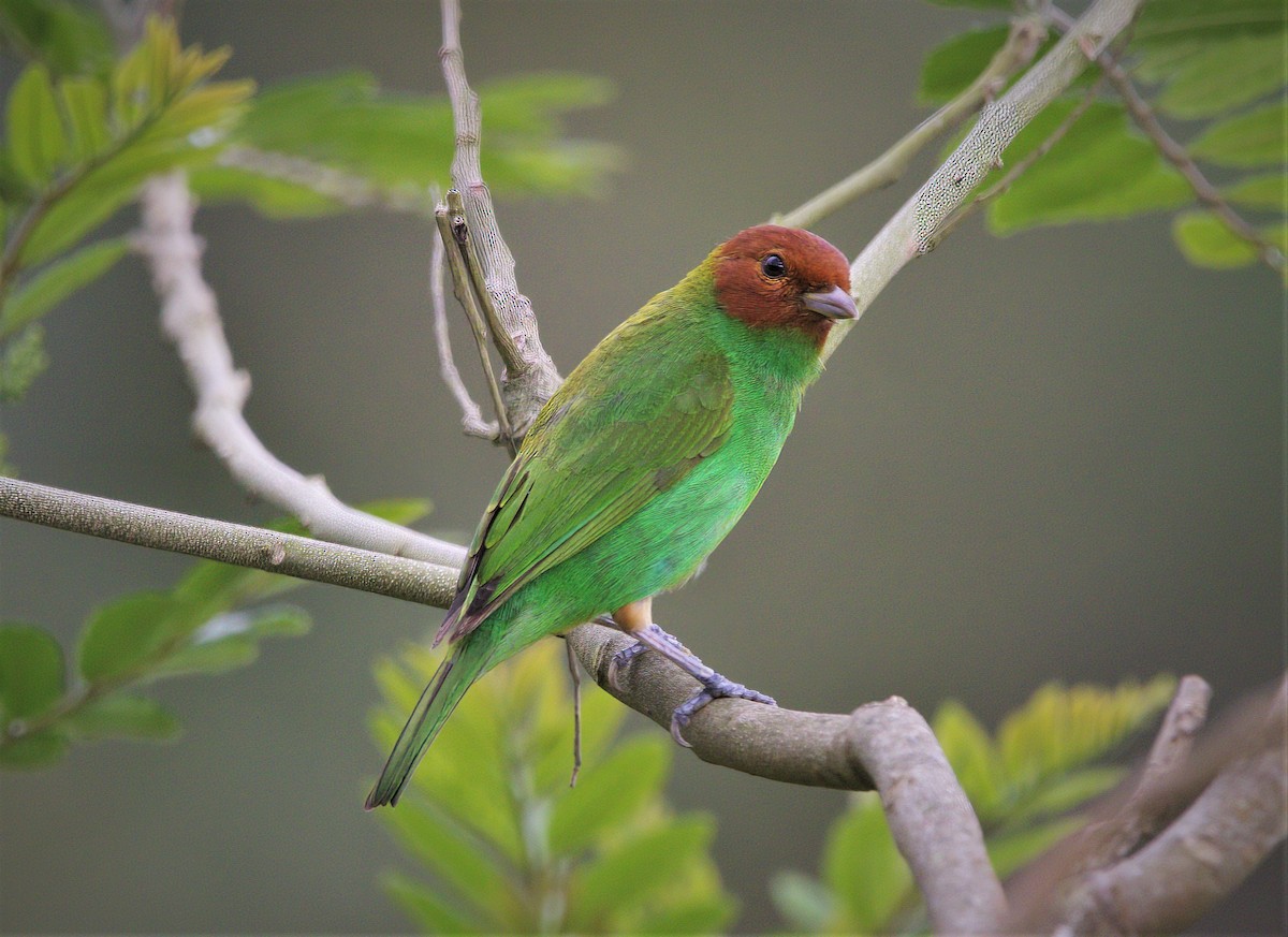 Bay-headed Tanager - ML643404102