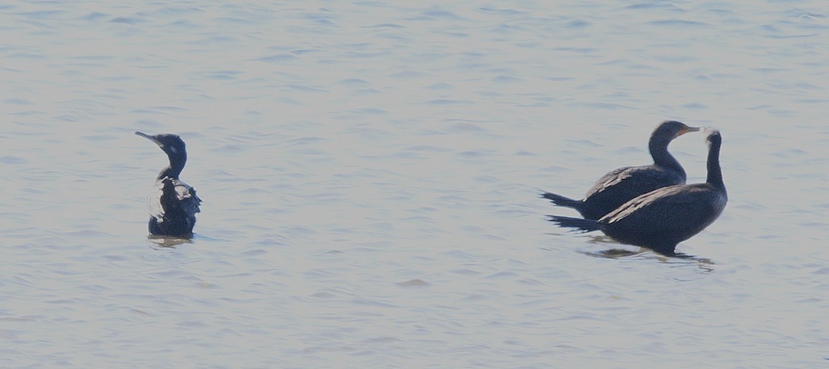 Neotropic Cormorant - ML643404113