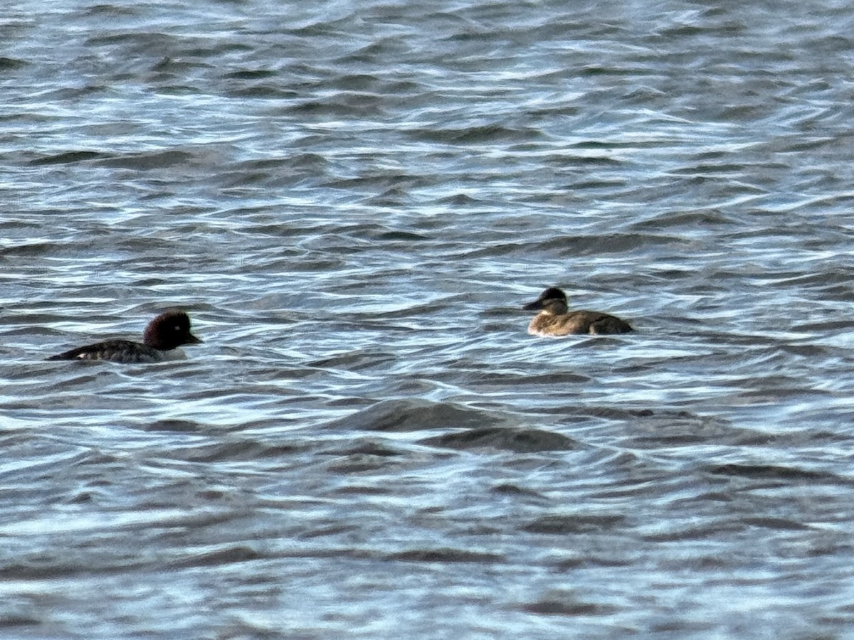 アカオタテガモ - ML643404116