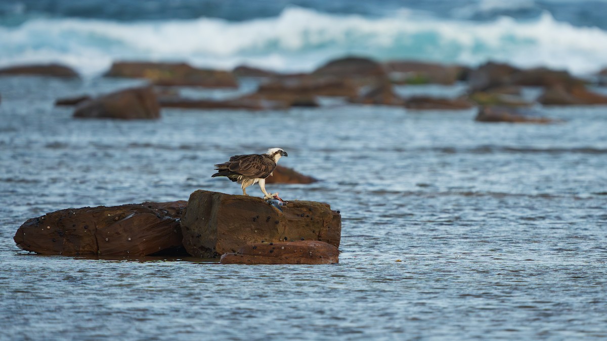 שלך - ML643404117