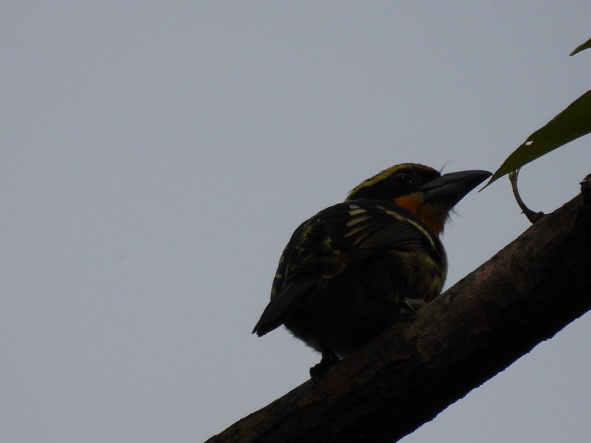 Gilded Barbet - ML643404120