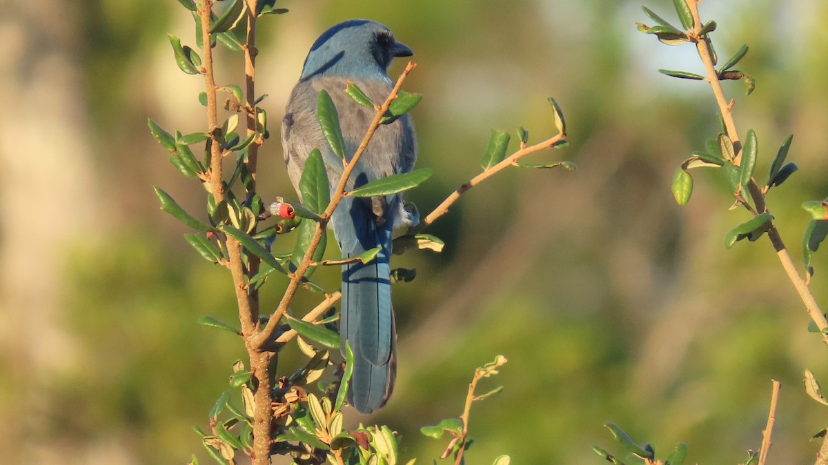 Florida Scrub-Jay - ML643404122