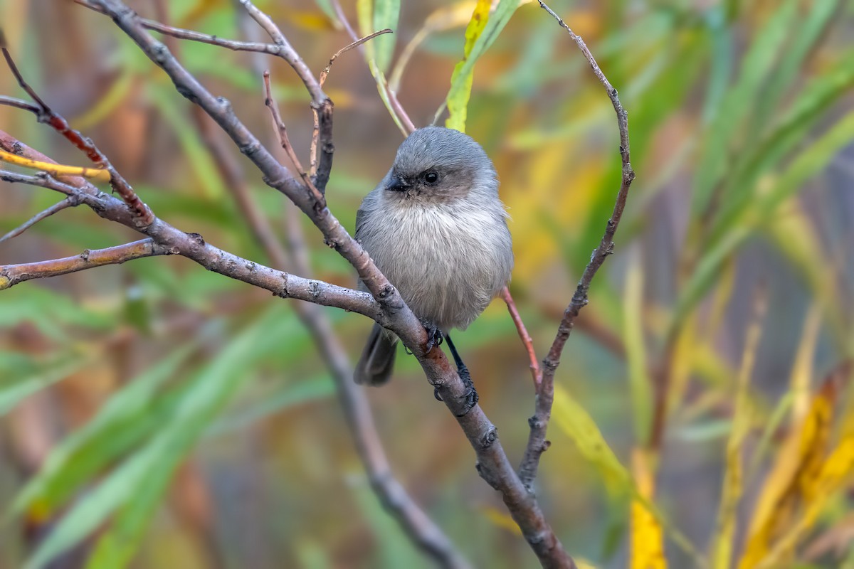 Bushtit - ML643404127