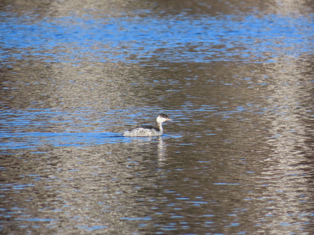 Horned Grebe - ML643404134