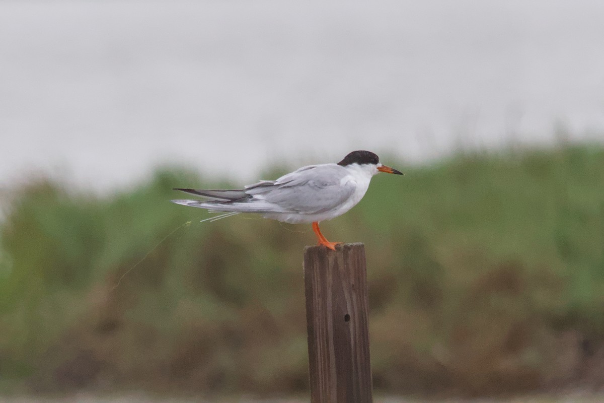 Forster's Tern - ML643404135