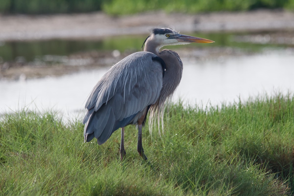 Great Blue Heron - ML643404145