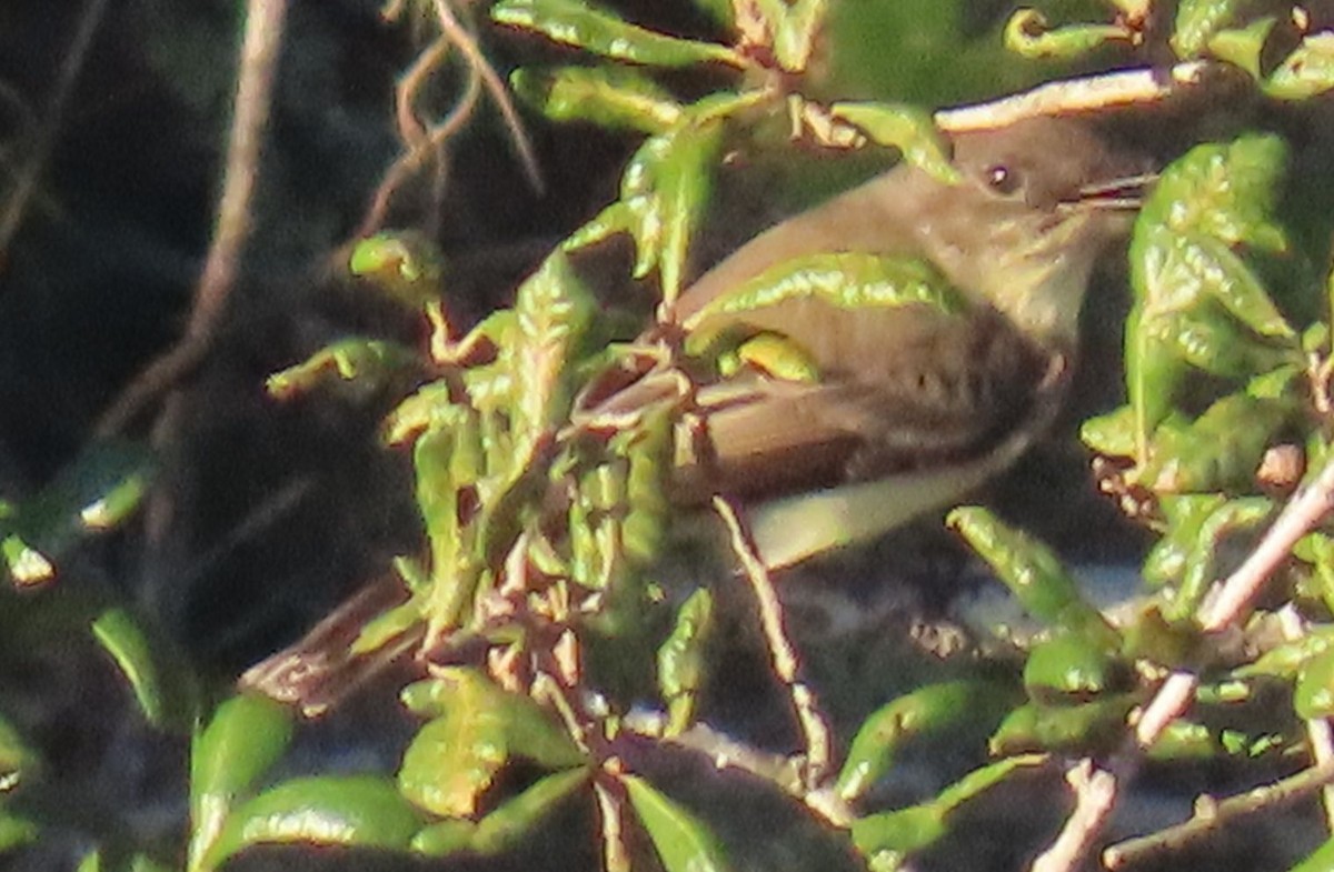 Eastern Phoebe - ML643404146