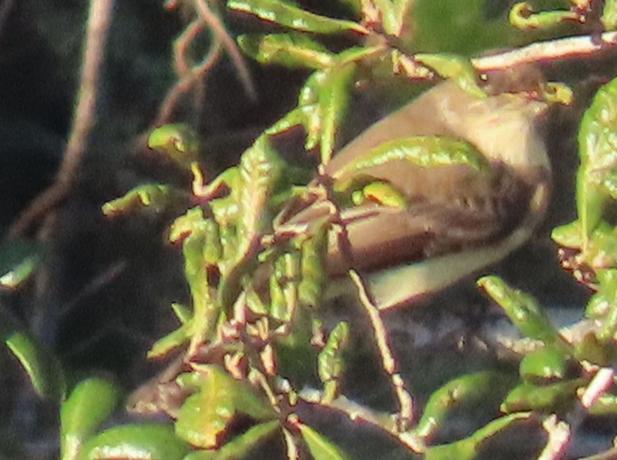 Eastern Phoebe - ML643404147