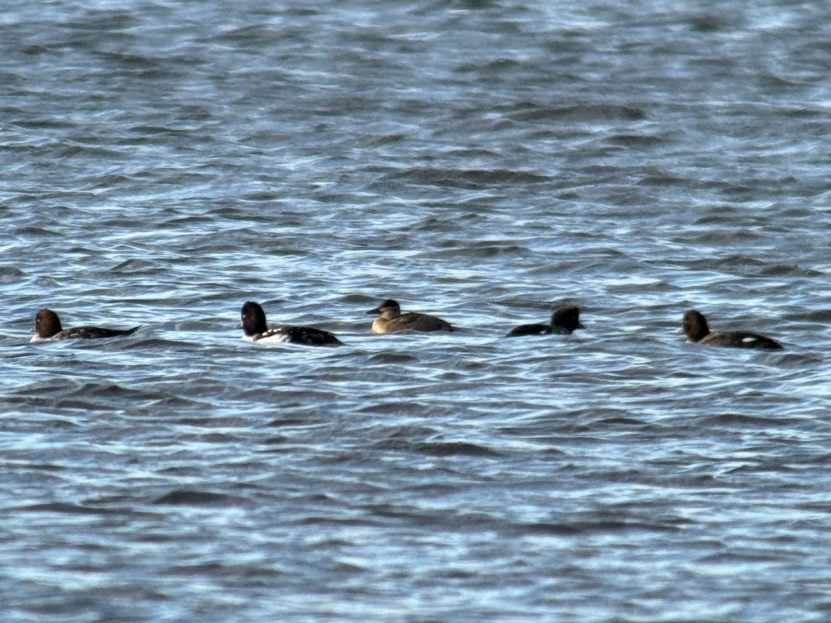 アカオタテガモ - ML643404158