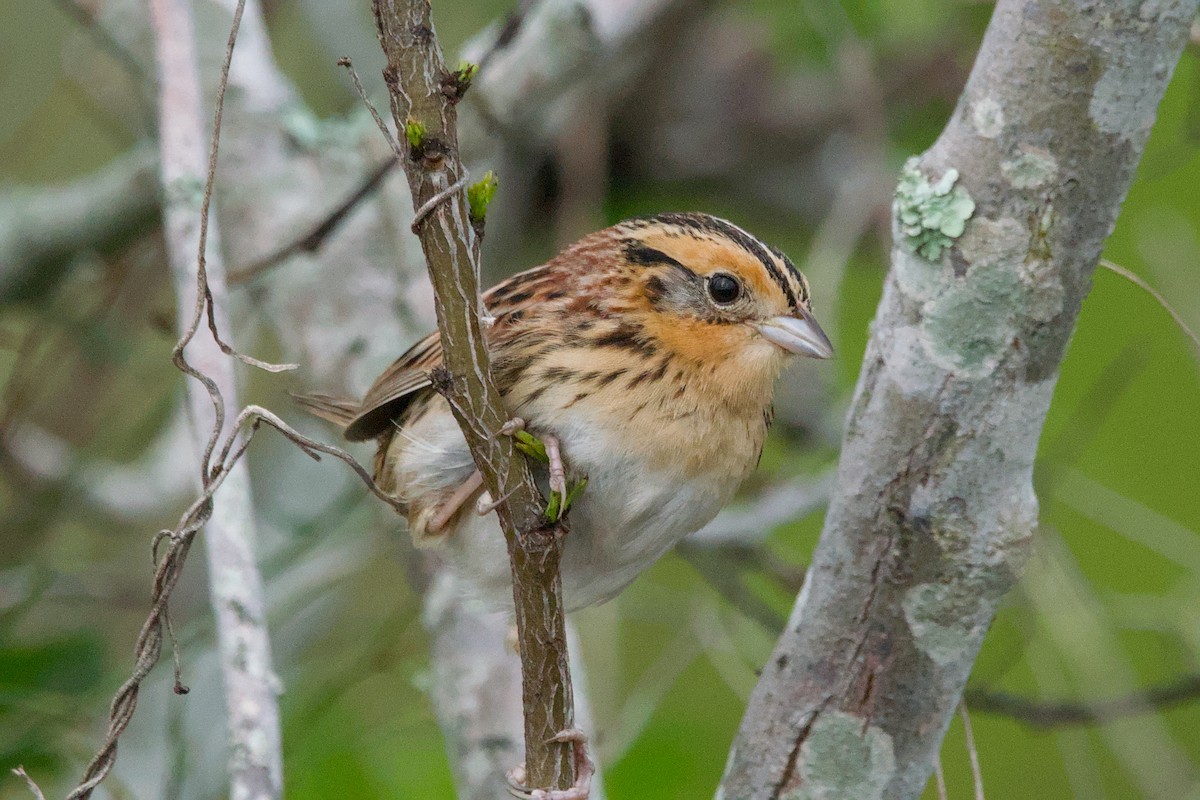 LeConte's Sparrow - ML643404160