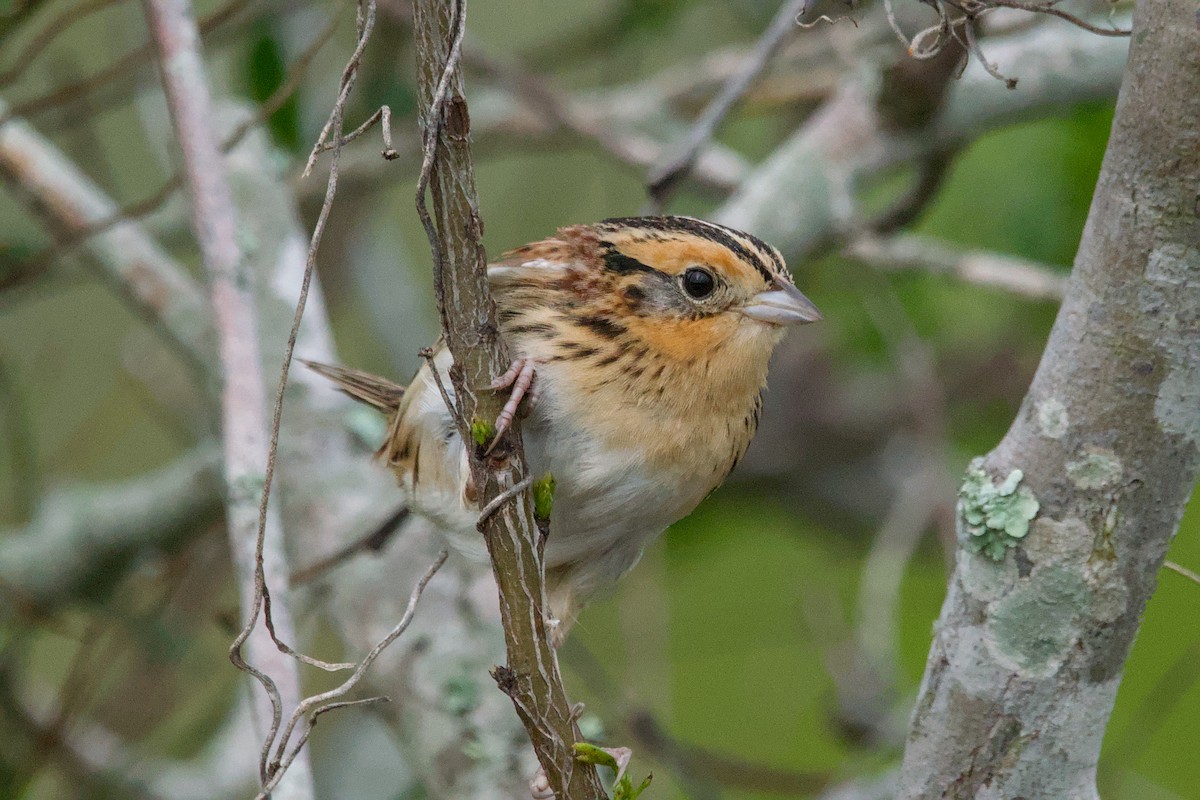 LeConte's Sparrow - ML643404163