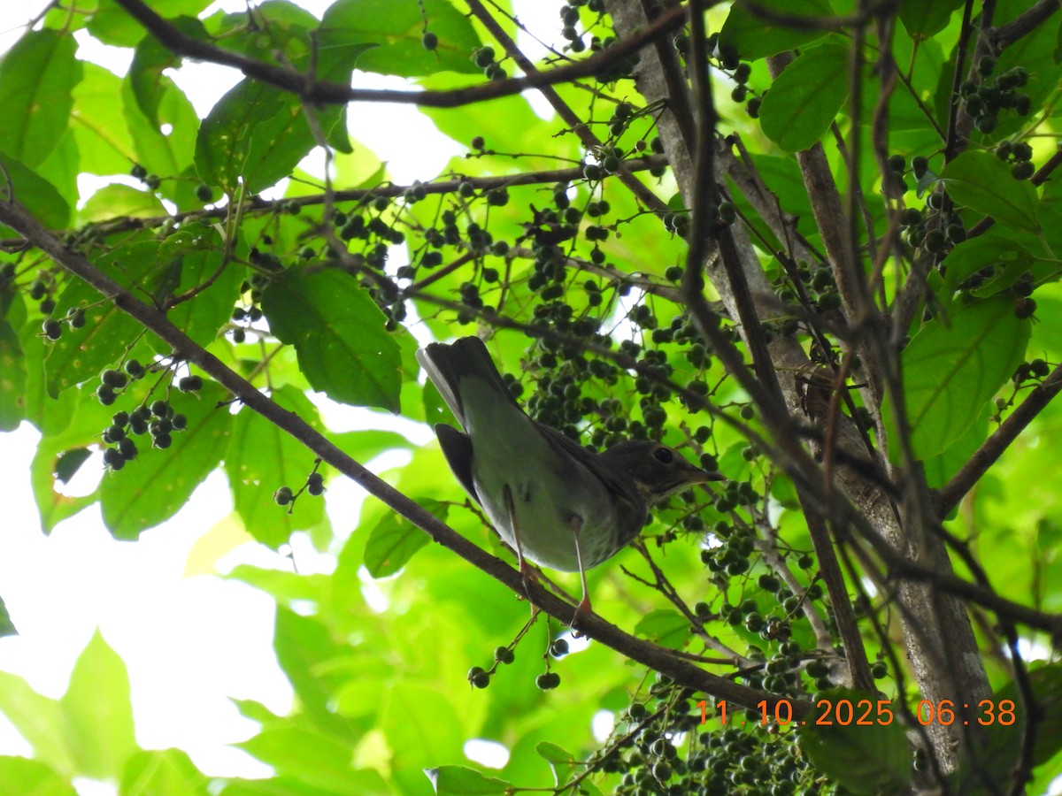 Swainson's Thrush - ML643404169