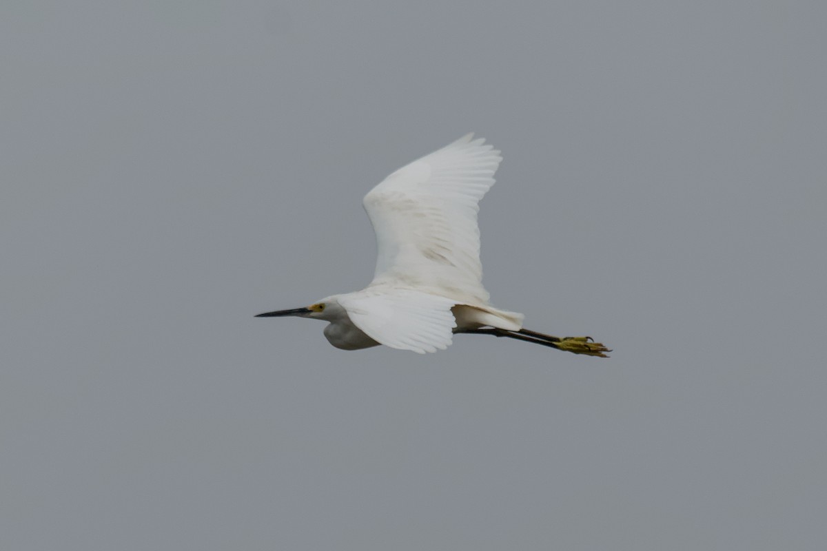Snowy Egret - ML643404171
