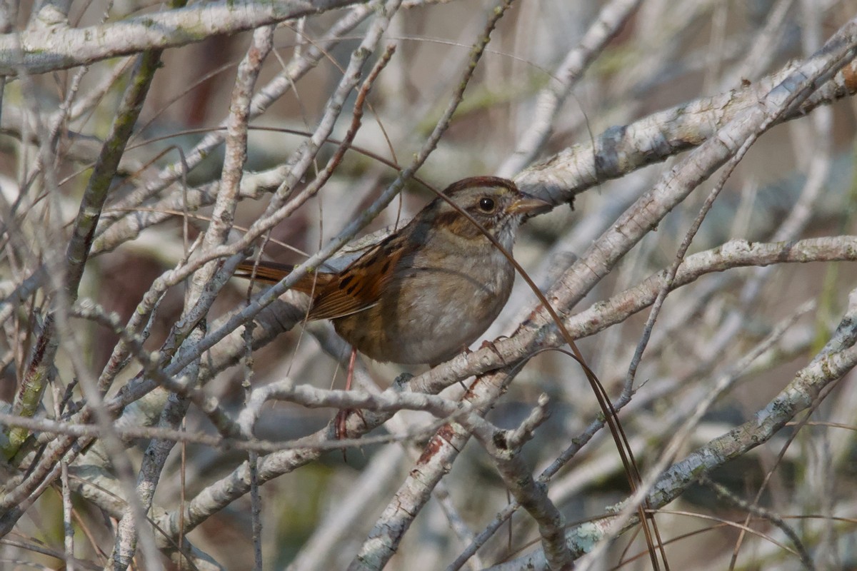 Swamp Sparrow - ML643404175