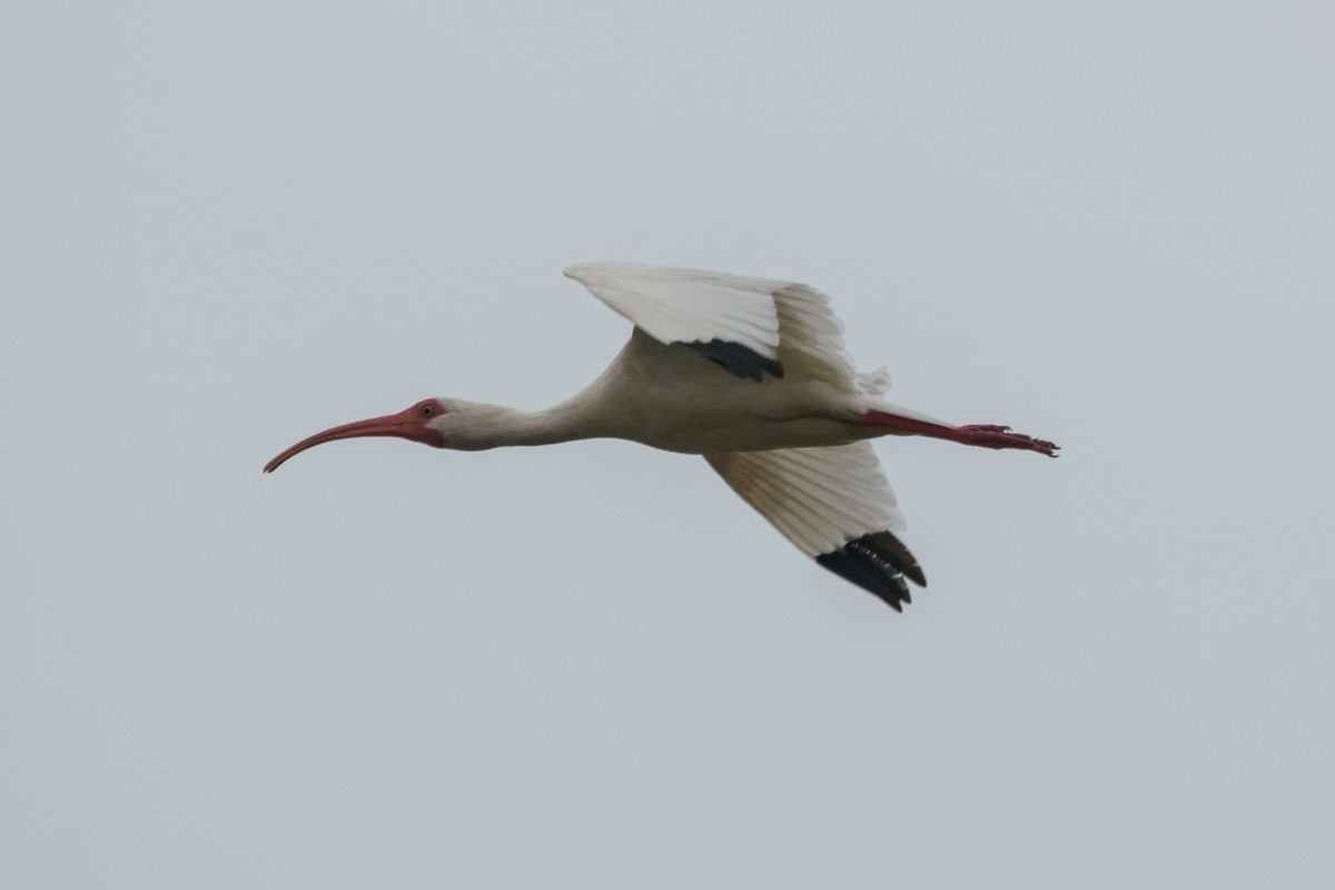 White Ibis - ML643404177
