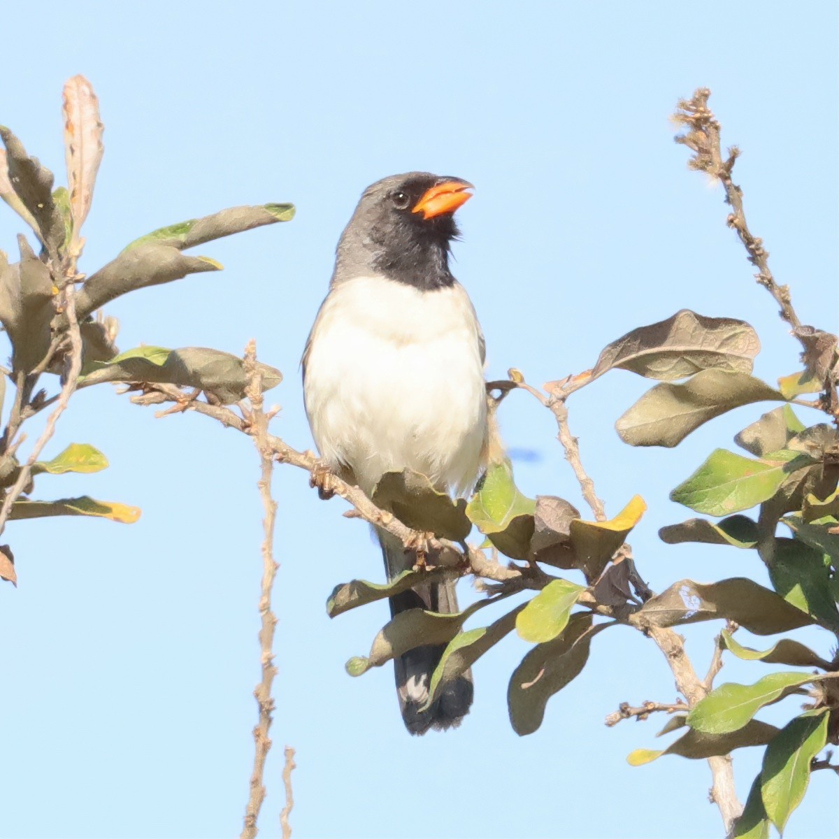 Black-throated Saltator - ML643404186