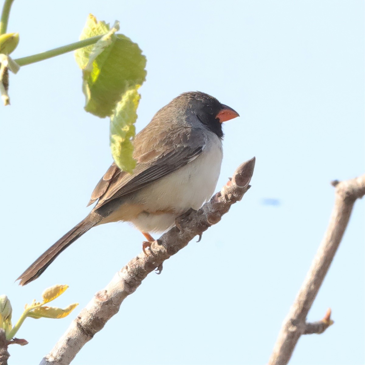 Black-throated Saltator - ML643404196