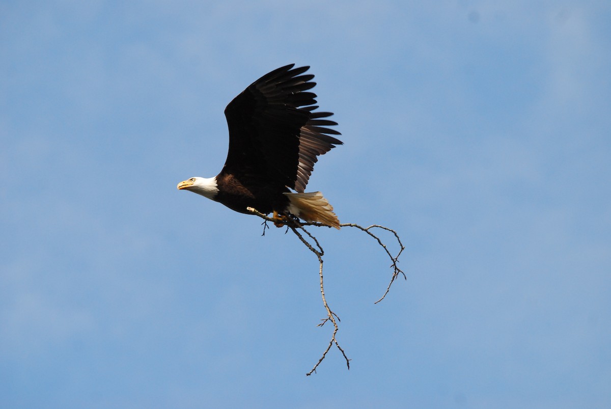 Bald Eagle - ML643404200