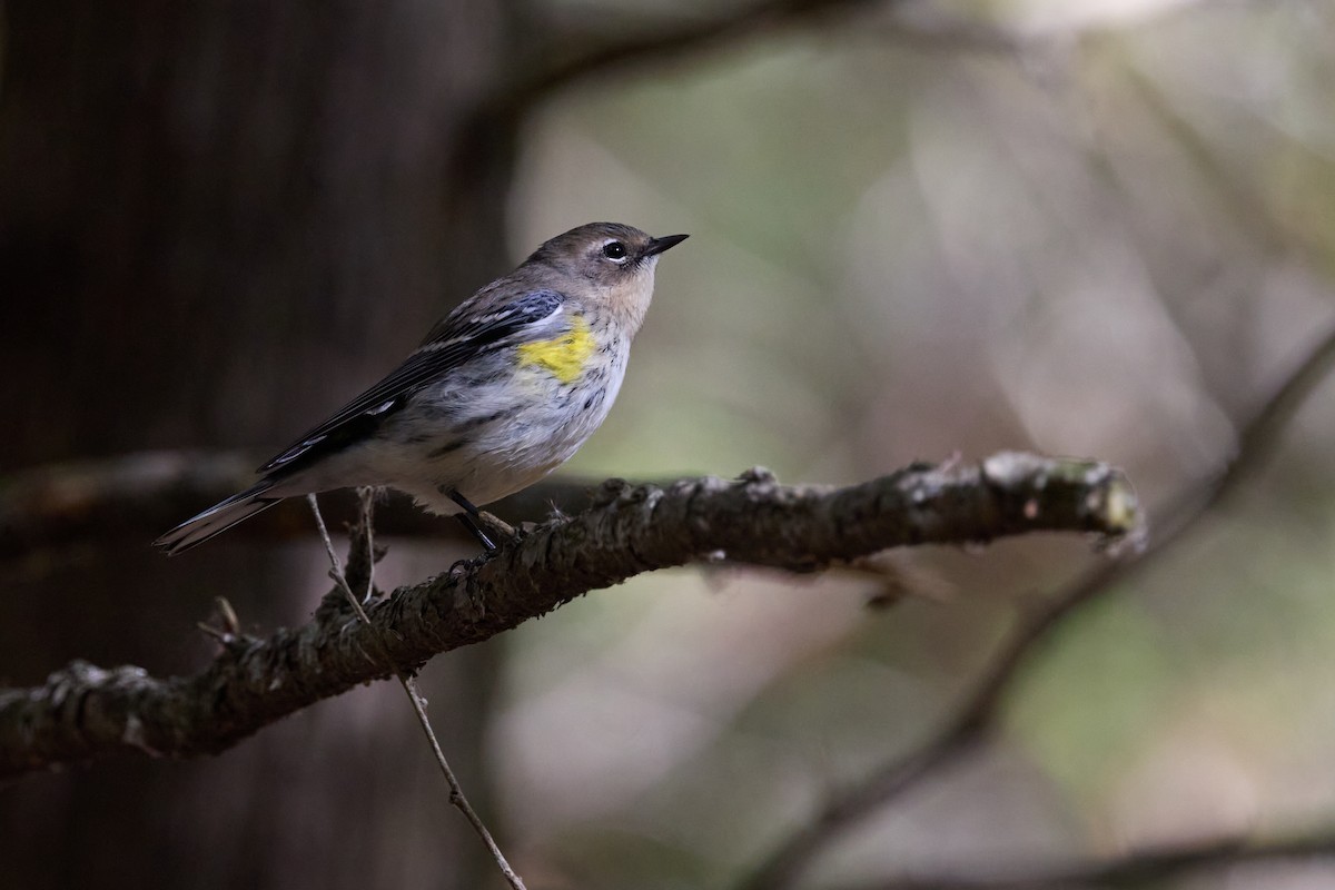 Yellow-rumped Warbler - ML643404205