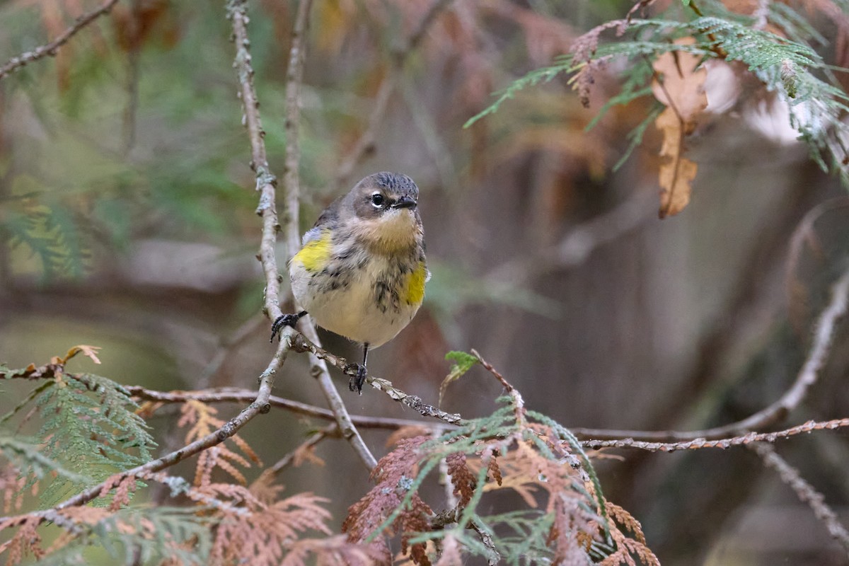 Yellow-rumped Warbler - ML643404206