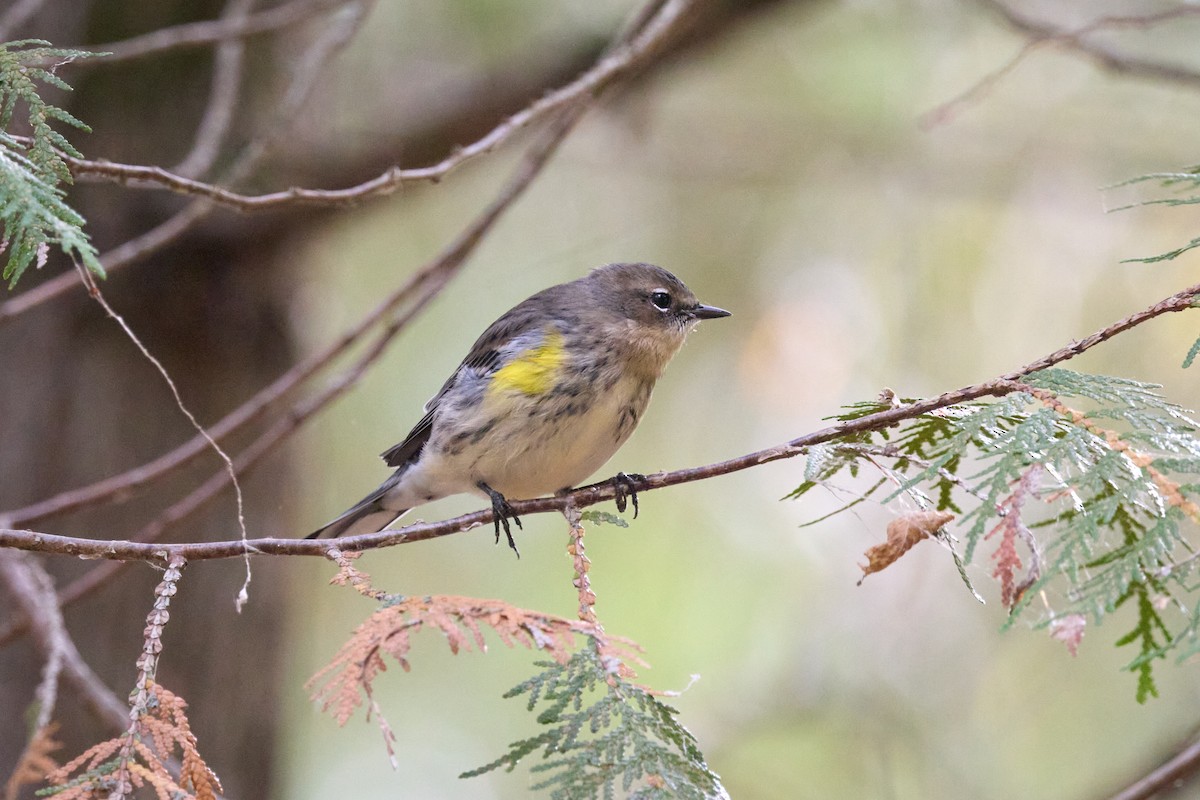 Yellow-rumped Warbler - ML643404208