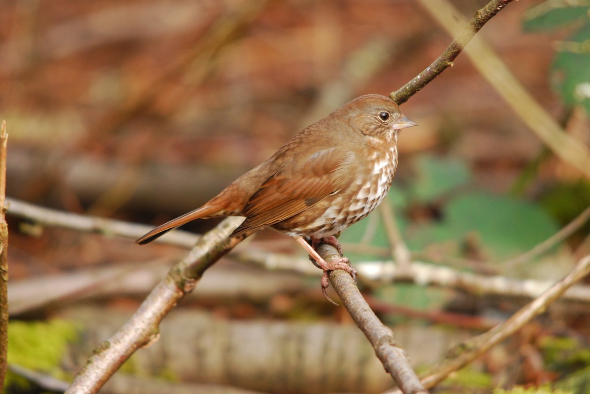 Fox Sparrow - ML643404209