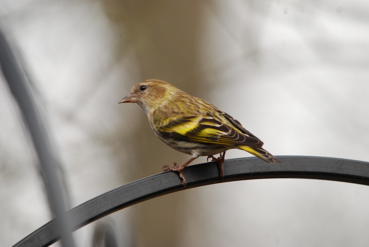 Pine Siskin - ML643404214