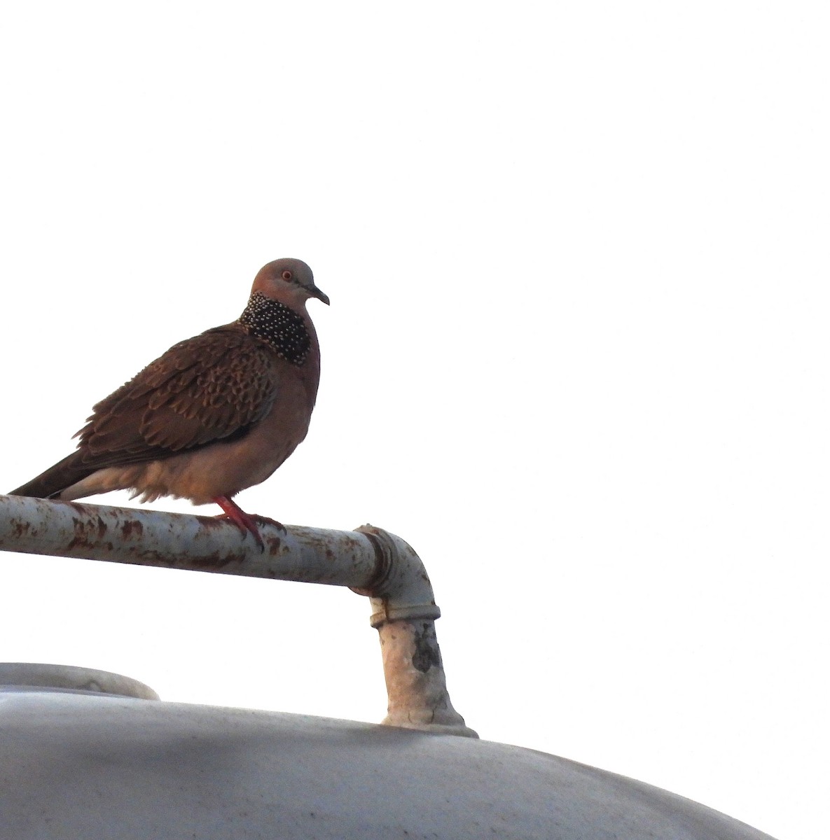 Spotted Dove - ML643404224