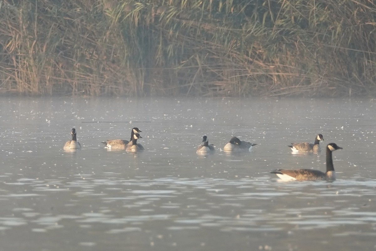 berneška malá - ML643404226