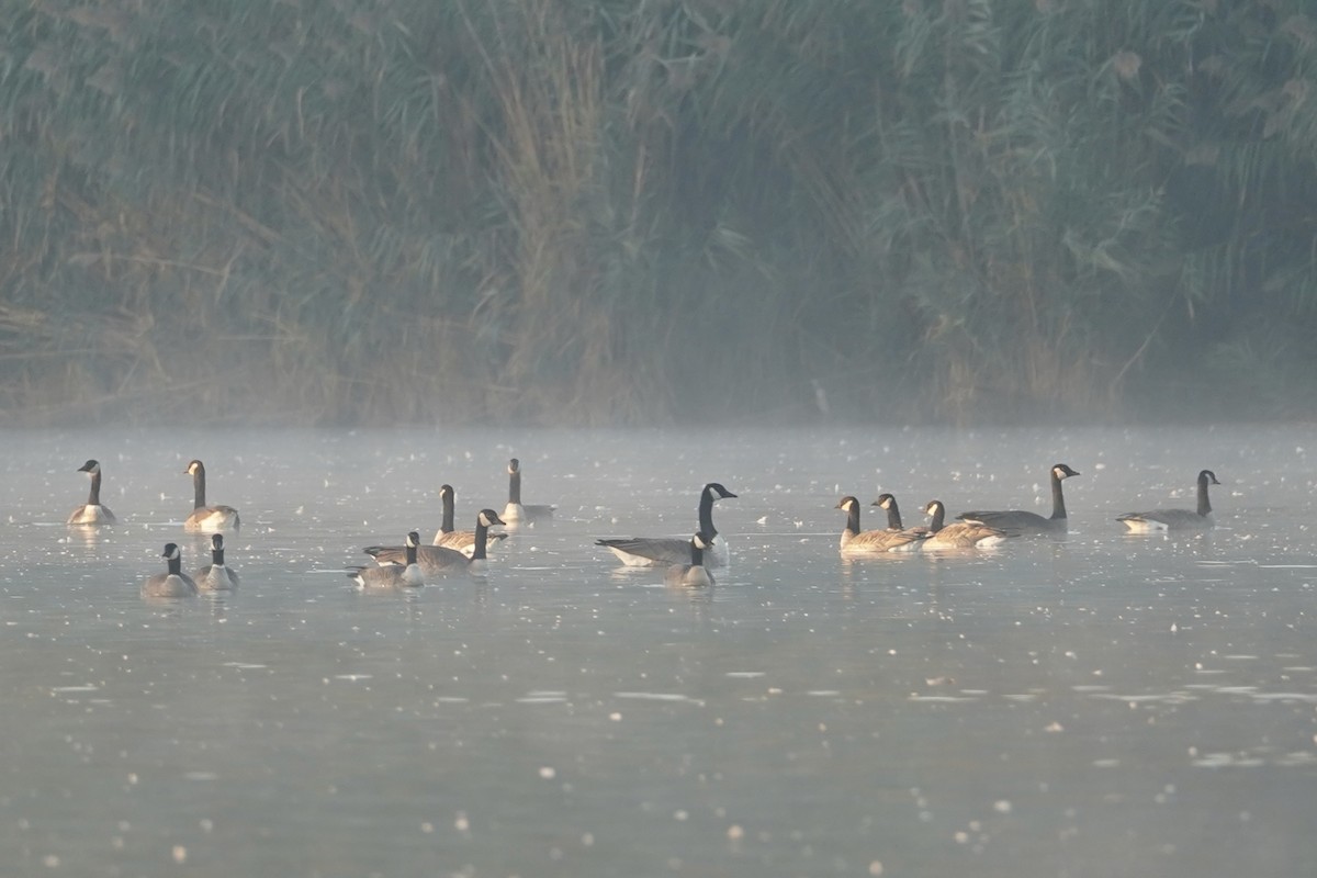 berneška malá - ML643404227