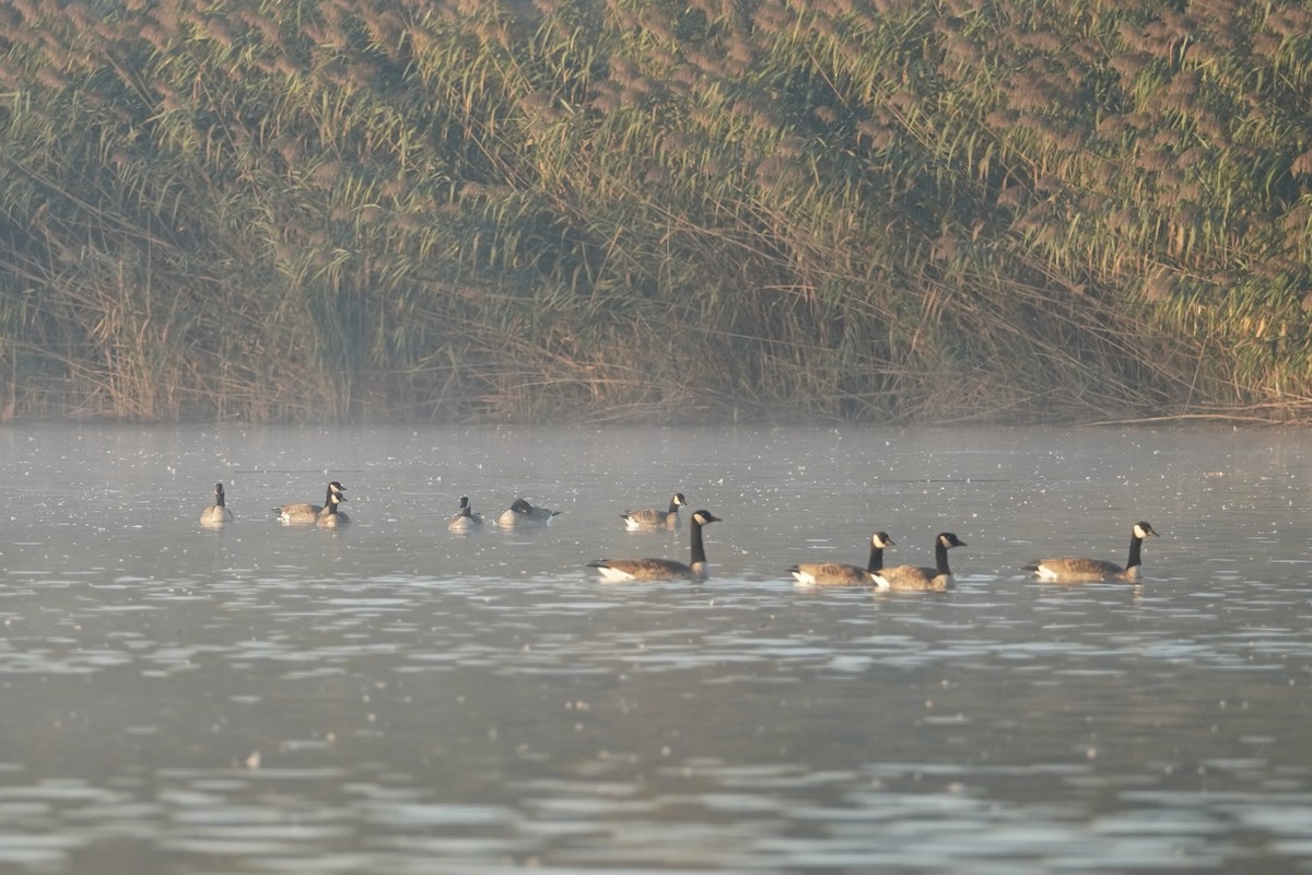 berneška malá - ML643404228