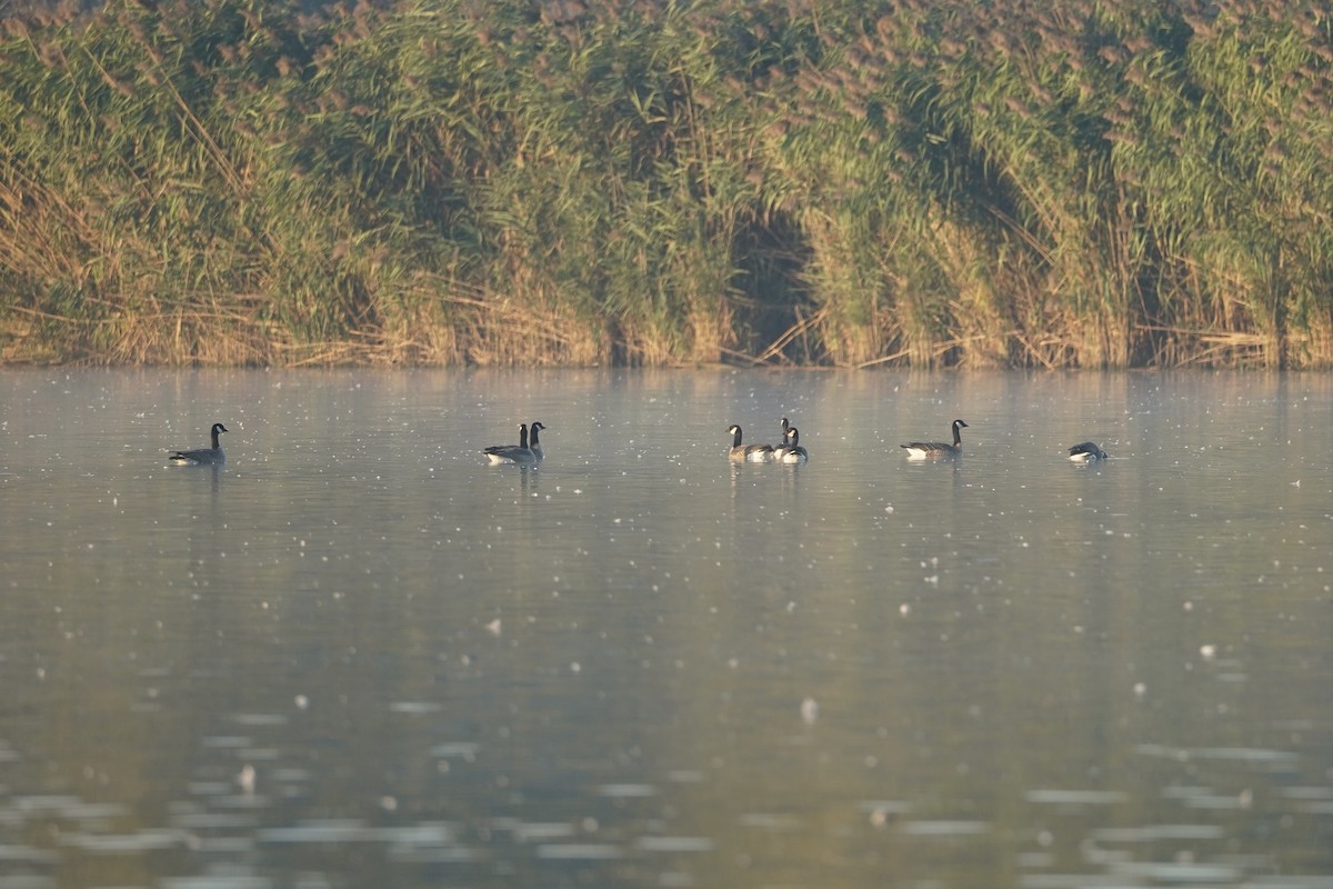 berneška malá - ML643404229